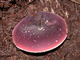 Russula olivacea image