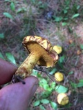 Suillus americanus image