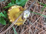 Suillus americanus image