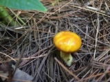 Suillus americanus image