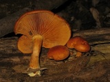 Gymnopilus liquiritiae image