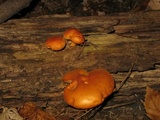 Gymnopilus liquiritiae image