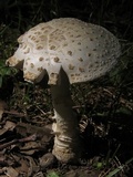 Amanita multisquamosa image