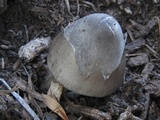 Volvariella volvacea image