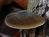 Polyporus brumalis image