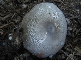 Volvariella volvacea image