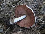 Volvariella volvacea image