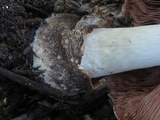 Volvariella volvacea image