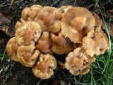 Marasmius oreades image