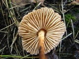 Marasmius oreades image