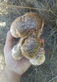 Calvatia pachyderma image