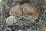 Calvatia pachyderma image