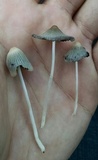 Coprinellus impatiens image