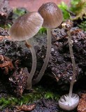 Mycena neospeirea image