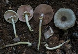 Agaricus pocillator image