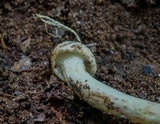 Agaricus pocillator image