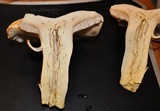 Retiboletus griseus image