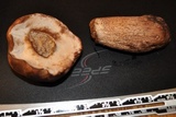 Tylopilus variobrunneus image