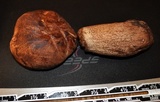 Tylopilus variobrunneus image
