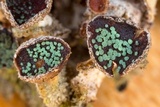 Abrothallus eriodermae image