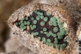 Abrothallus eriodermae image