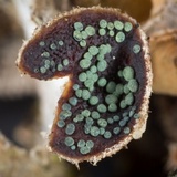 Abrothallus eriodermae image