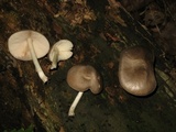 Pluteus americanus image