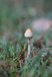 Psilocybe semilanceata image