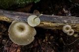 Arrhenia epichysium image