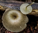 Arrhenia epichysium image
