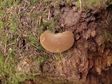 Tapinella atrotomentosa image