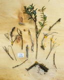 Tremella encephala image
