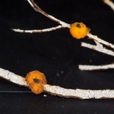 Tremella encephala image