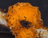 Tremella encephala image