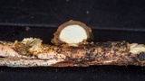 Tremella encephala image
