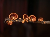 Anthracophyllum discolor image