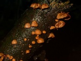 Anthracophyllum discolor image
