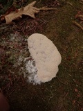 Fuligo candida image