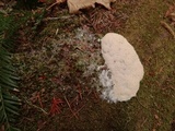 Fuligo candida image
