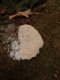 Fuligo candida image