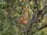 Aecidium magellanicum image