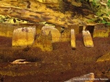 Inonotus andersonii image