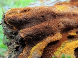 Inonotus andersonii image