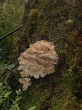 Grifola gargal image