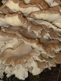 Grifola gargal image