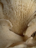 Grifola gargal image
