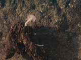 Favolaschia antarctica image