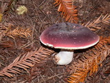 Russula olivacea image