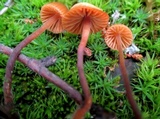 Galerina hypnorum image