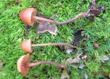 Galerina hypnorum image